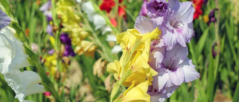 ������� ��������� ����������� ����������� �� �����