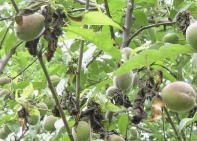 ��� �������� �������� �� ��������� � ������ ����������: ������ � ������������