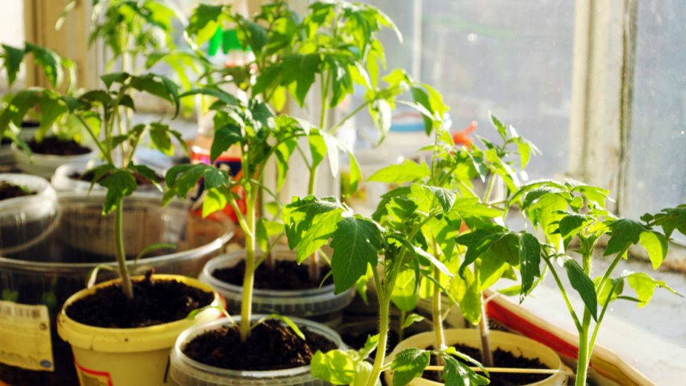 ��� �������� �������� ����� ��� ������� � �������� ������� ������ �������