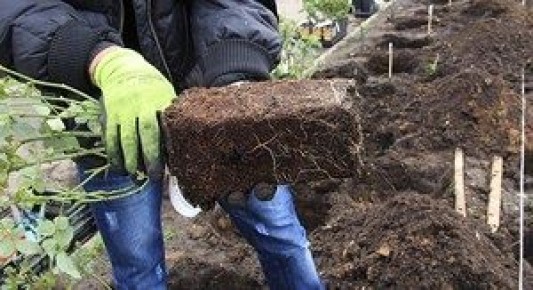 ��� ��������� ������ ���� ������: ������ �� ������ ������ � �����