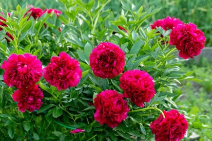 ���� �� ������� ����� ��������: ������ ������� ���������