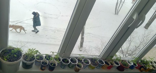 ��� ������� ��������� ������� �� �����������: ������� � ������