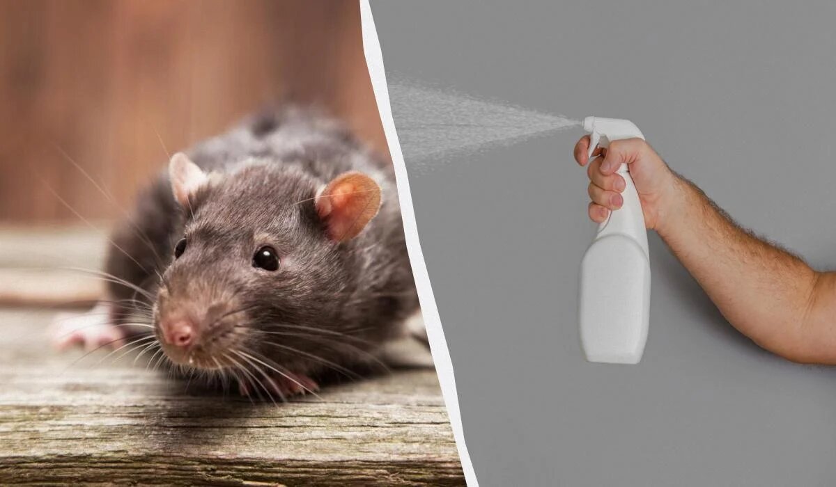 Эффективные методы борьбы с крысами: народные секреты