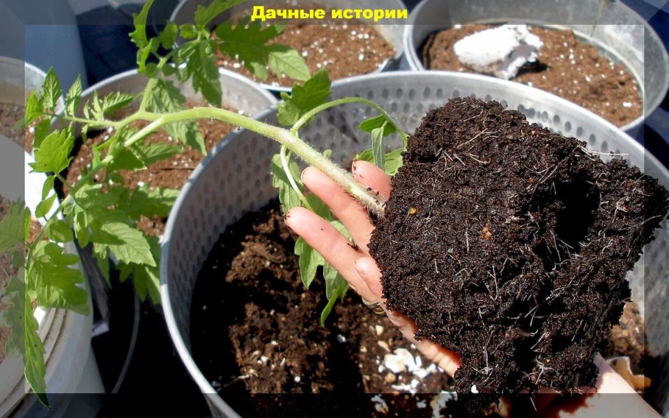 ��� ��������� ������ ����� � �������: ������� ������� ���������