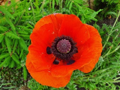 Цветы, которые радуют без забот: 10 многолетников для вашего сада