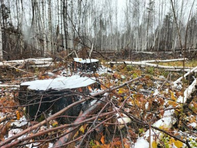 Асиновская городская прокуратура Томской области направила в суд уголовное дело о незаконной рубке лесных насаждений на общую сумму свыше 1,1 млн рублей