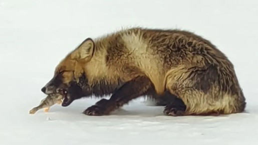 ������ ��� ���� �� ������� �������� ������ ��� ������