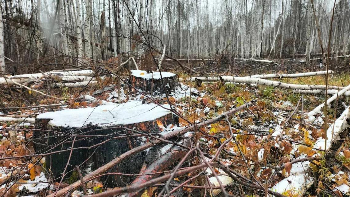 Томича накажут за незаконную рубку леса на 1,1 млн рублей