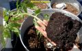Как вырастить мощные корни у рассады: секреты опытных садоводов