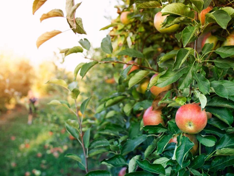 ������ �� ����� ������� ������ � ��������� ��������