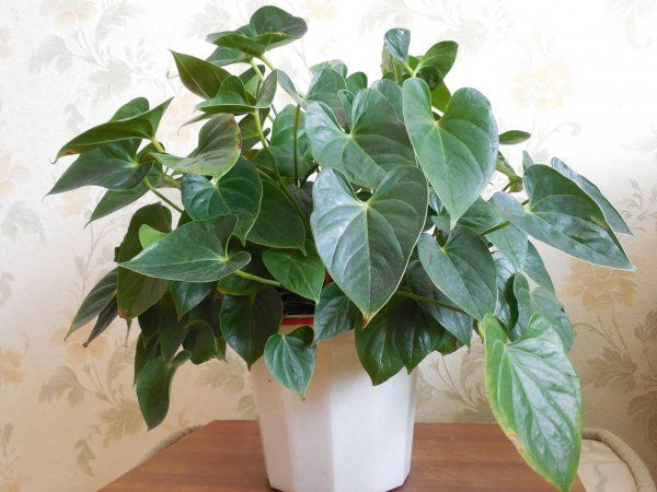 ������ �������� �� ������: ��������� �������� �������