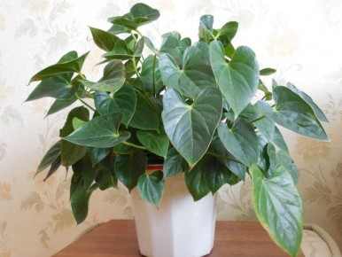 ������ �������� �� ������: ��������� �������� �������