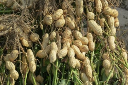 ����������� "�����": ��� �������� ������, ����� � ����