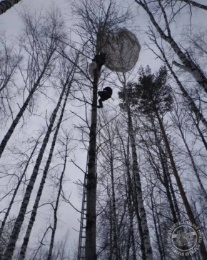 Спасатели сняли с дерева парашютиста в районе аэродрома «Головино»