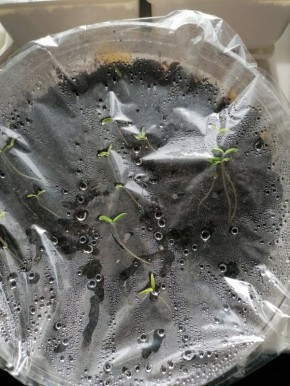 ��� ��������� ������� ������ � �������: ������ � ������������