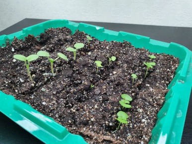 �������� �����������: ��� �������� ���������������� ������ ��� ������ � �����