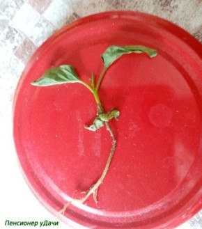 ��� �������� ������� �� devastating �������