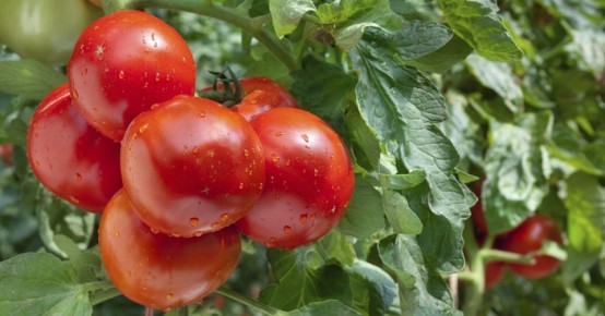 ��� ����� �������, ������� �������� ������� �������