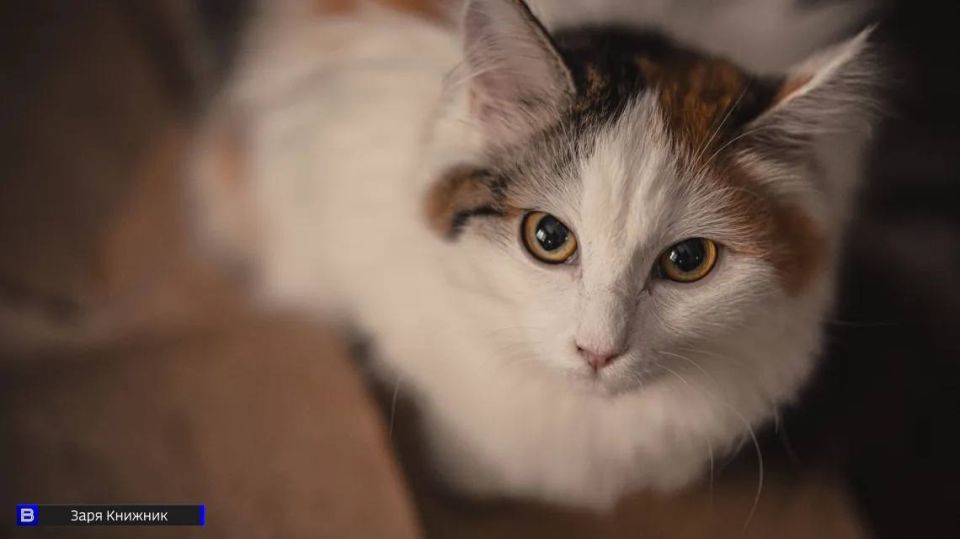 Магия мурлыканья: томский психолог рассказала, как кошки лечат душу