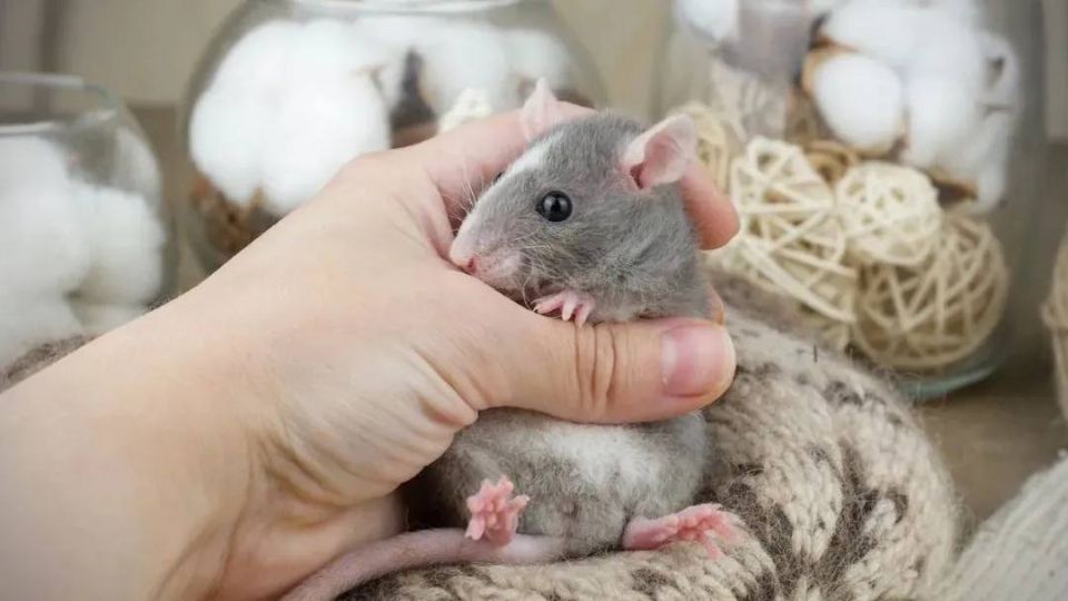 Карликовые крысята продаются в Томске