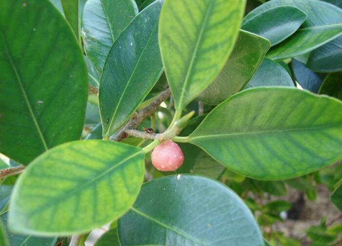 Как правильно ухаживать за фикусом Бенджамина в домашних условиях