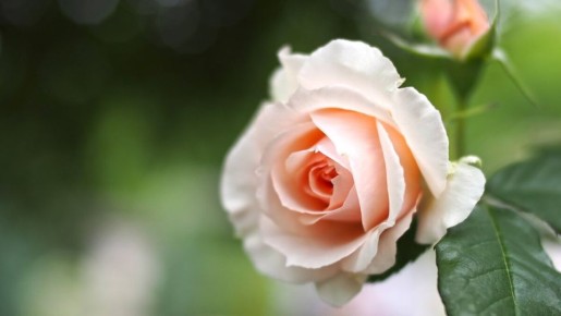 Как правильно сохранить розы до высадки в грунт