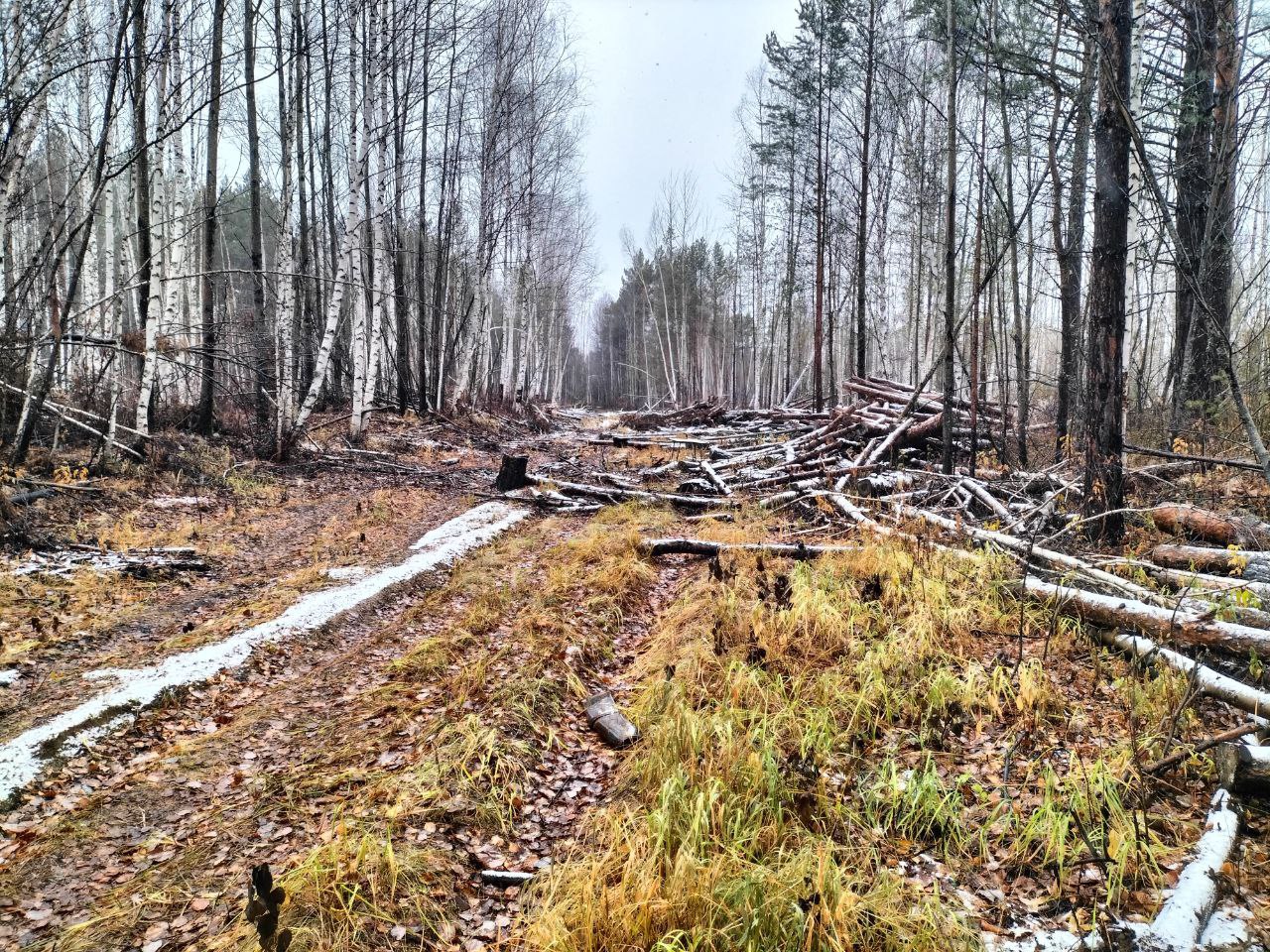 В Верхнекетском районе Томской области вынесен приговор по уголовному делу в отношении «черного» лесоруба