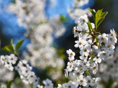 ��� �������� ������ �� ����������: ������ �� ������ � ����������������� ����������