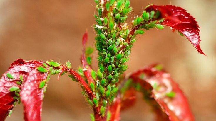 ��� ���������� ���������� �� ��� �� �����