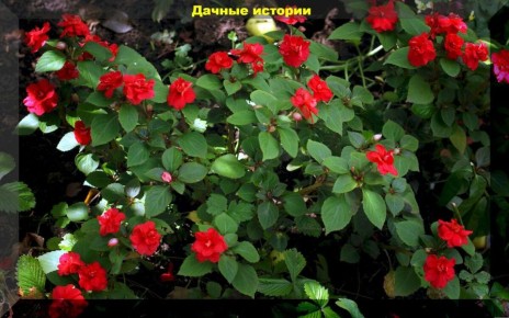 Как комнатные цветы украсят вашу дачу этим летом