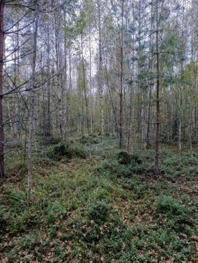 Завораживающая осень на старой вырубке: что скрывает лес