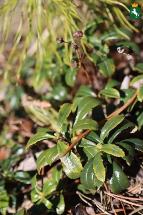 Доброго четверга!. Ожидается пасмурная погода, +4°