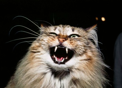 Когда месть домашних животных становится искусством