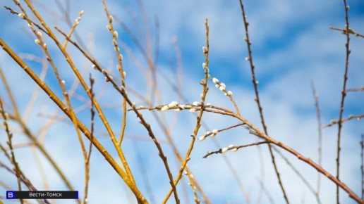От -8°С до +8°С: опубликован прогноз погоды в Томске на неделю