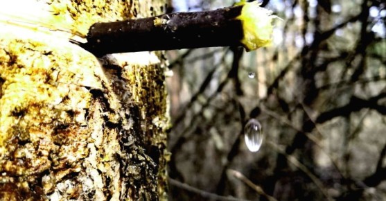 На поиски берёзового сока: как встреча с природой обернулась приключением