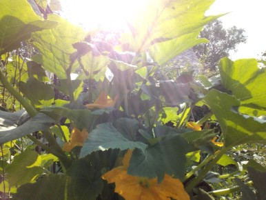 Секреты сбора семян кабачков: стоит ли экспериментировать?