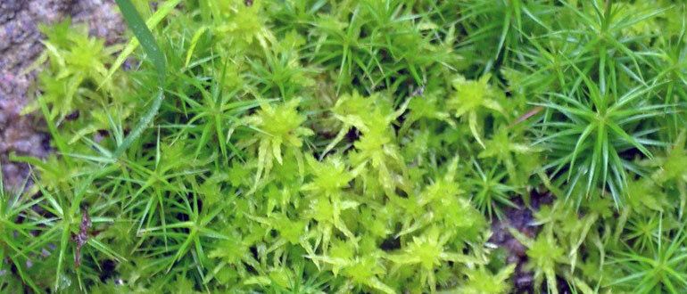 ��� � ����: �������� �������� ��� ���������?