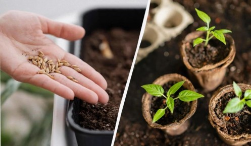 ��� ��������� ���������� ������: ������ ��� �����������