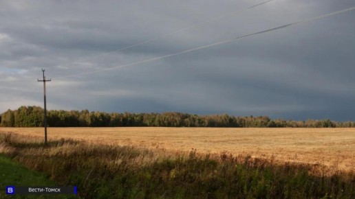 Более 50 нарушений при декларировании зерна зафиксировали в Томской области