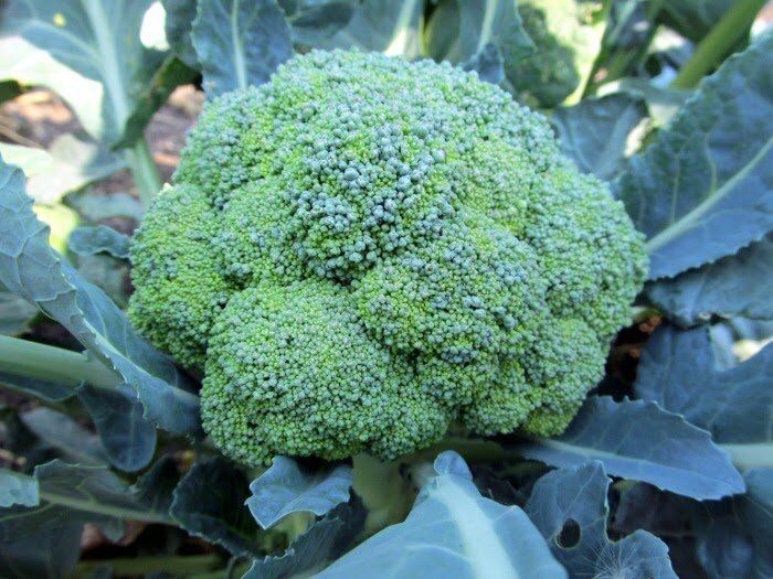 Брокколи: секреты успешной посадки и ухода