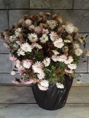 Хризантема мультифлора: секреты успешного черенкования и зимовка без особых хлопот