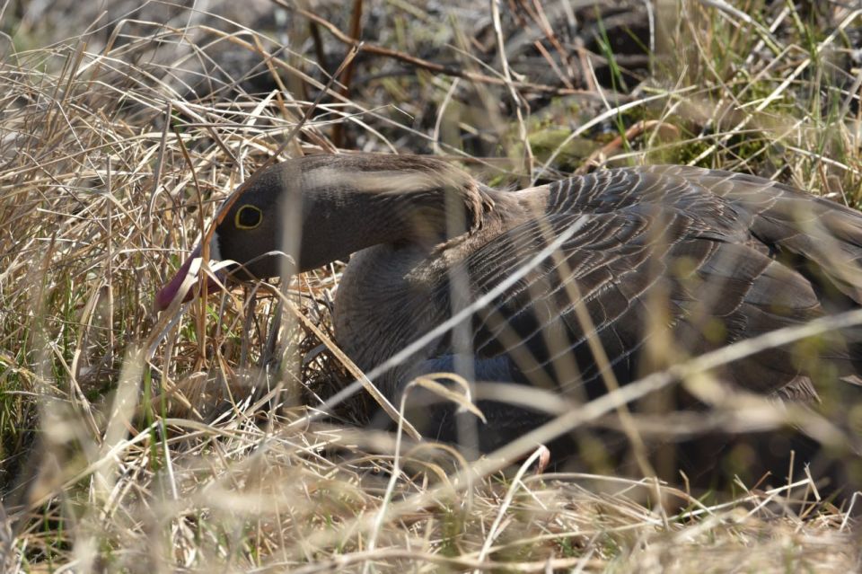 Томские биологи помогут сохранить три редких вида птиц Сибири и Арктики — гуся гуменника, краснозобой казарки и пискульки, сообщили ТАСС в ТГУ