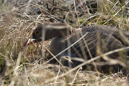 ������� ������� ������� ��������� ��� ������ ���� ���� ������ � ������� � ���� ���������, ����������� ������� � ���������, �������� ���� � ���