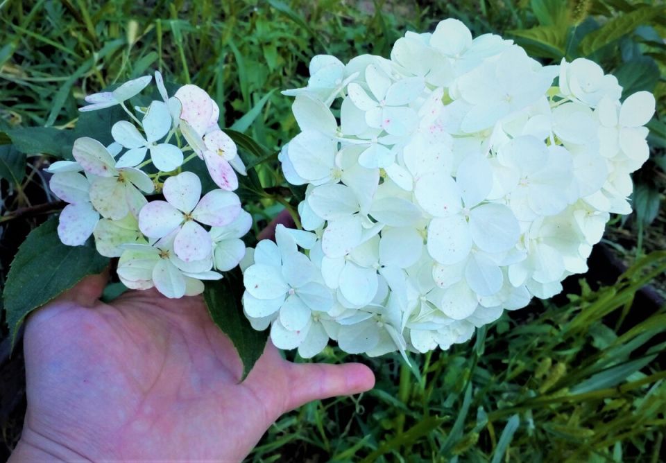 Цветы, которые могут соперничать с розами: любимцы нашего сада