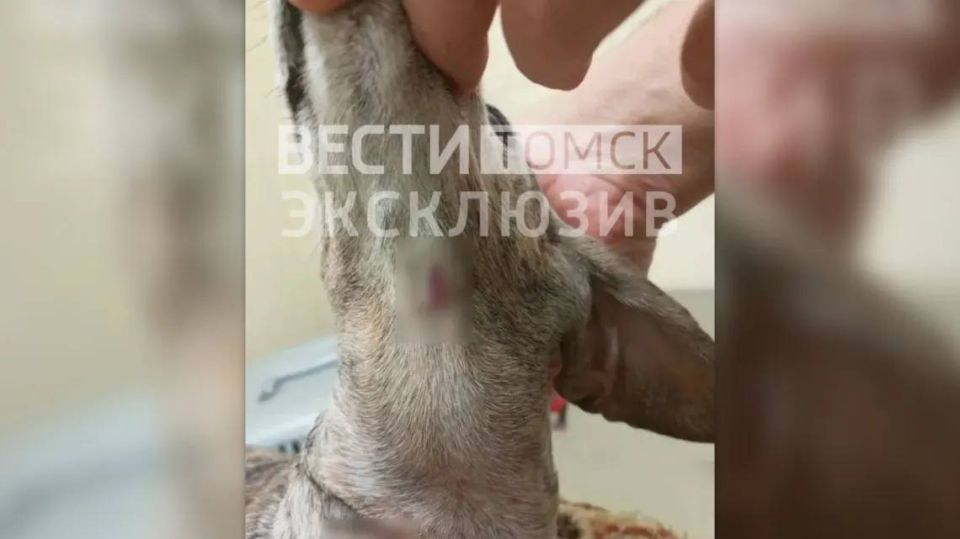 Держат район в страхе: стали известны подробности нападения собак в Лоскутово