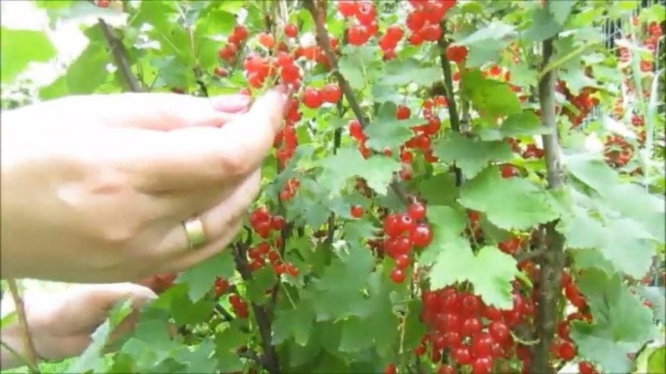 Как приготовить нежнейшее желе из красной смородины без желатина