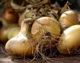 Секреты хранения лука: старинные и современные методы