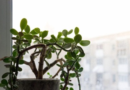 Как заставить денежное дерево зацвести: простые секреты