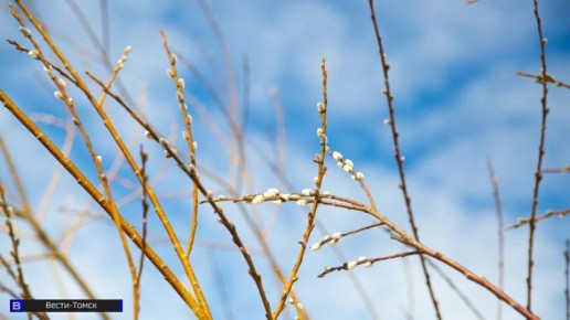 Лазарева суббота 2026: история чуда и традиции