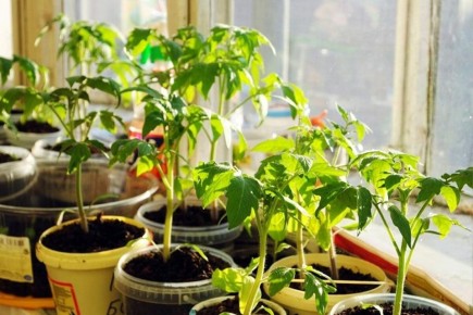 Как вырастить томаты без фитофторы: секреты от Ольги Вороновой